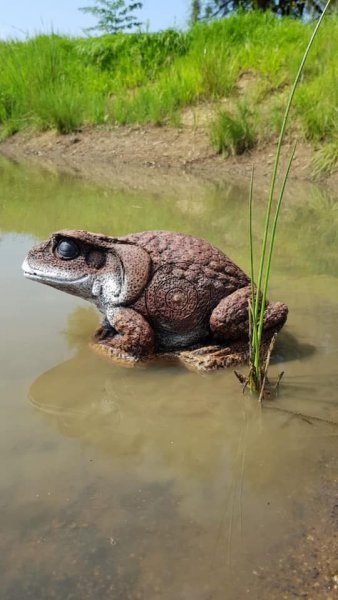 Kröte